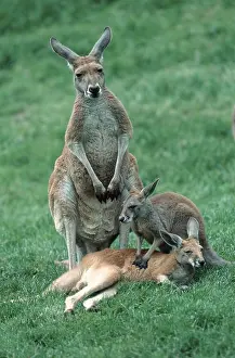 Red Kangaroos, female with youngs
