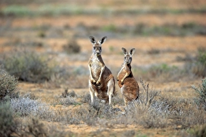 Red kangaroos (Macropus rufus)
