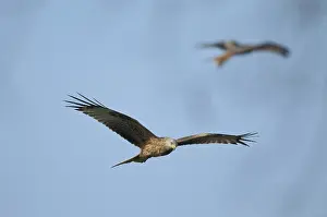 Red kite (Milvus milvus)