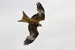 Red kite (Milvus milvus)