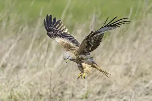 Red kite (Milvus milvus)
