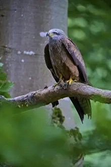 Red Kite (Milvus milvus), adult