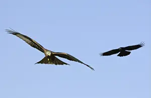 Red Kite (Milvus milvus), adult