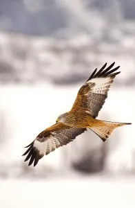 Red Kite (Milvus milvus) adult