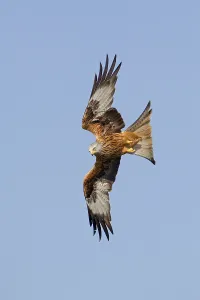 Red Kite (Milvus milvus) adult