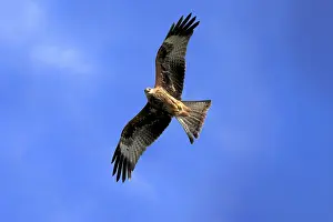 Red kite (Milvus milvus), adult flying