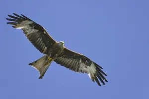 Red kite (Milvus milvus) exempted