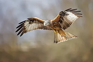 Red Kite (Milvus milvus) in flight