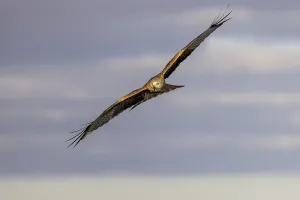 Red Kite (Milvus milvus) in flight