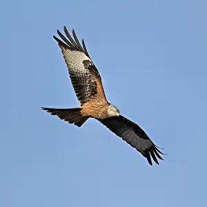 Red kite (Milvus milvus), in flight