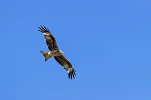 Red Kite (Milvus milvus) in flight