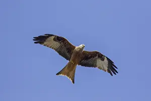 Red kite (Milvus milvus) in flight against blue sky