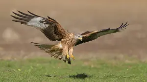 Red kite (Milvus milvus), in flight landing in a meadow