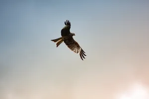 Red kite (Milvus milvus) in flight looking for prey