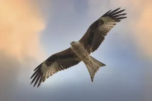 Red Kite (Milvus milvus) flying