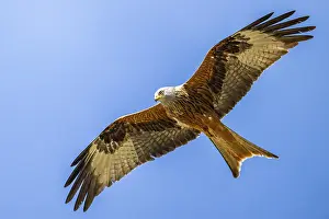 Red kite (Milvus milvus) flying in the sky