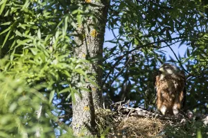 Red Kite (Milvus milvus), on nest in tree Madrid