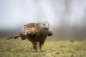 Red kite (Milvus milvus), with prey in meadow