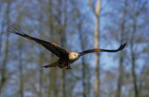 Red Kite (Milvus milvus), Red Kite