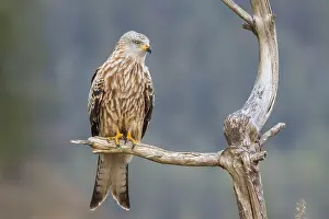 Red kite (Milvus milvus), sitting on a branch