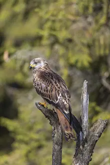 One Red kite, Milvus milvus, sitting on a dead tree in early morning light and green forest in the background
