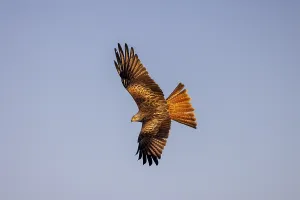 Red Kite (Milvus milvus) on stone