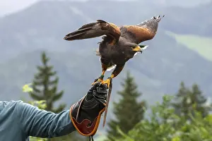 Red Kite (Milvus milvus) takes off from the hand of the trainer