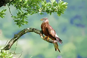 Red kite, red kite, (Milvus milvus)
