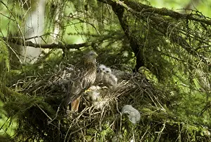 Red Kite, Red Kites (Milvus milvus)