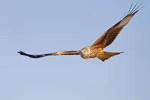 Red Kite, Red Kites (Milvus milvus)