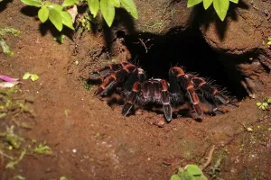 A red-knee tarantula in front of her cave in the Costa Rican jungle