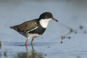 Red-kneed Dotterel (Erythrogonys cinctus) foraging