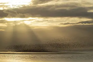 Red knot (Calidris canutus) adult wading birds flying in a large flock at high tide at sunset