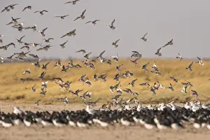 Red Knot (Calidris canutus) flying