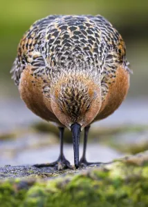 Red Knot (Calidris canutus) foraging