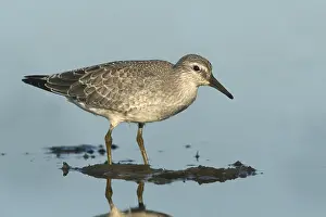 Red Knot (Calidris canutus) juvenile