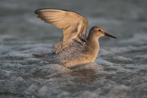 Red Knot (Calidris canutus) juvenile foraging