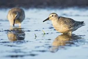 Red knots (Calidris canutus) standing in shallow water in Darss