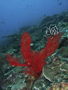 Red knotted fan (Melithaea ochracea) rises up in the deep ocean