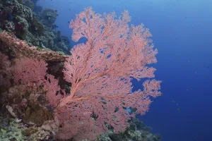 Red knotted fan (Melithaea ochracea) stands out against the shimmering blue water