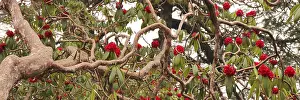Detail of a red Laligurans tree in Nepal