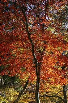 Red leaf maple tree in autumn forest under blue sky