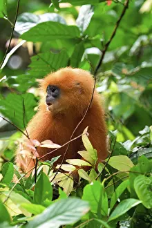 Red leaf monkey (Presbytis rubicunda) in a tree