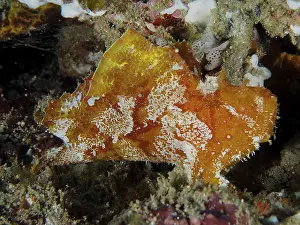 Red leaf scorpionfish (Taenianotus triacanthus)