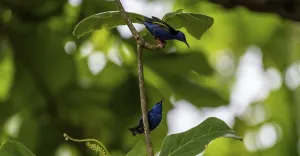 The red-legged honeycreeper (Cyanerpes cyaneus)