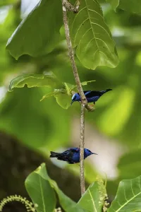 The red-legged honeycreeper (Cyanerpes cyaneus)