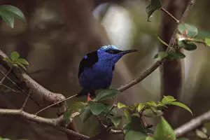 Red-legged honeycreeper Cyanerpes cyaneus tanager bird perched on a tree