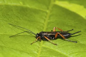 Red-legged Ichneumon Wasp (Pimpla hypochondriaca) adult