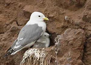 Red-legged Kittiwake (Rissa brevirostris) adult with chick