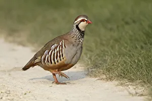 Red-legged Partridge (Alectoris rufa)